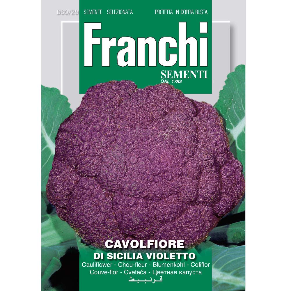 cauliflower di sicilia violetto seeds