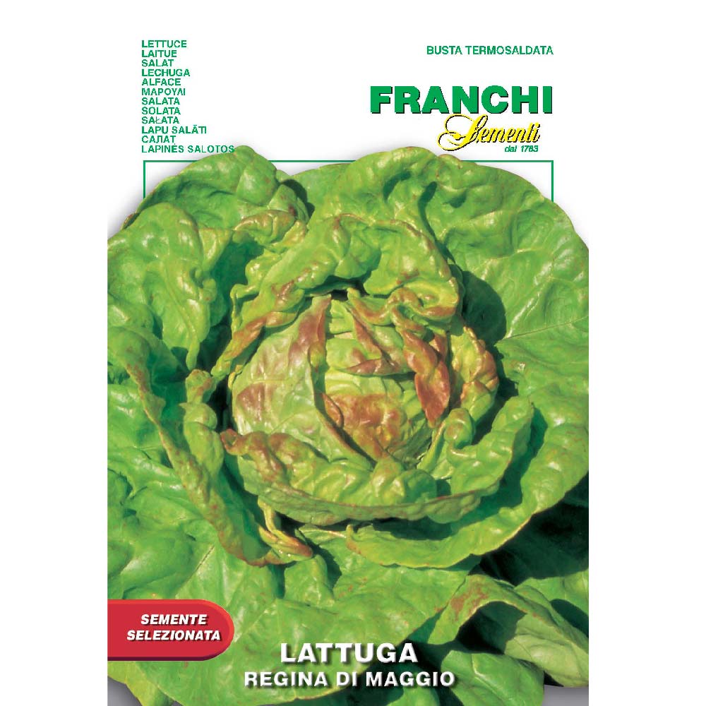 lettuce regina di maggio seeds